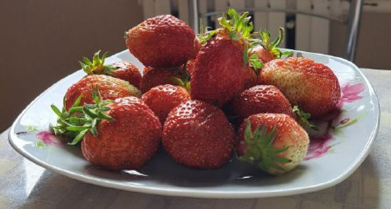 В Чувашии начнут производить ягоды в шоколаде