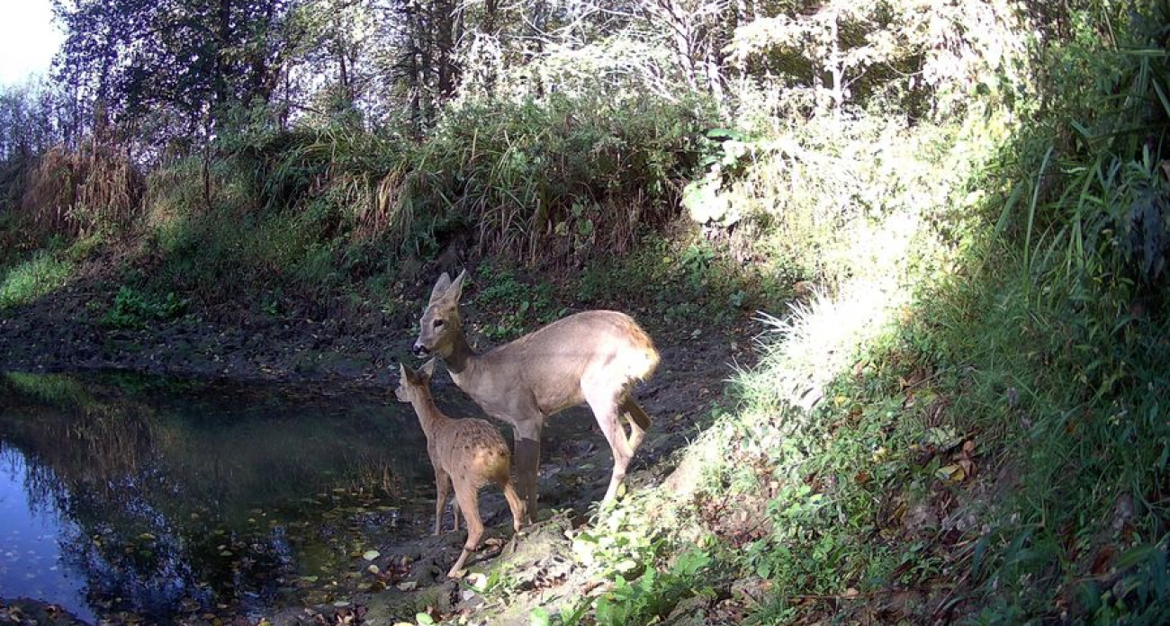 На территории Чувашии впервые зафиксировали европейскую косулю вместе с детенышем