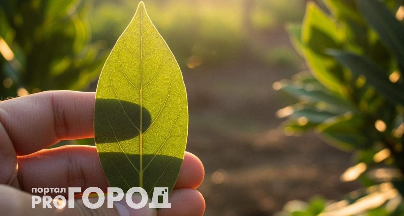 Закопала лавровый лист в огороде — и спокойна всю зиму: делаю так каждую осень, эффект радует много лет