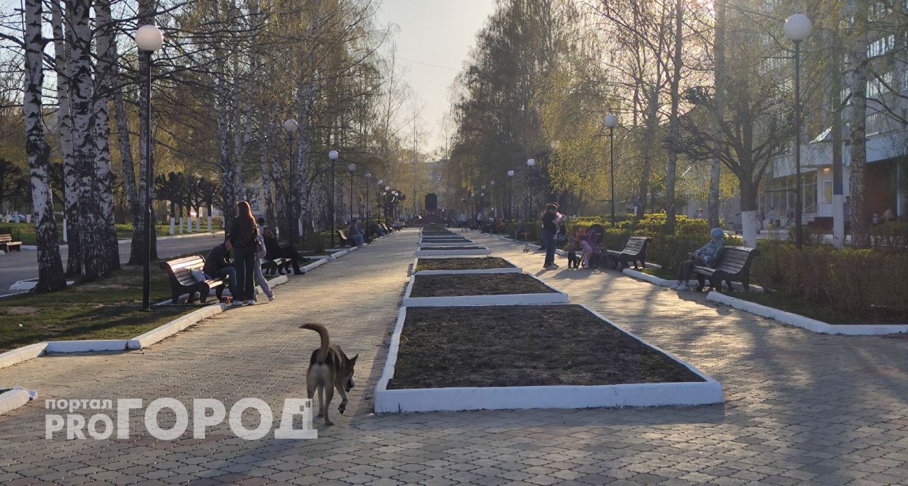 В Чувашии число нападений безнадзорных животных на людей достигло полутысячи