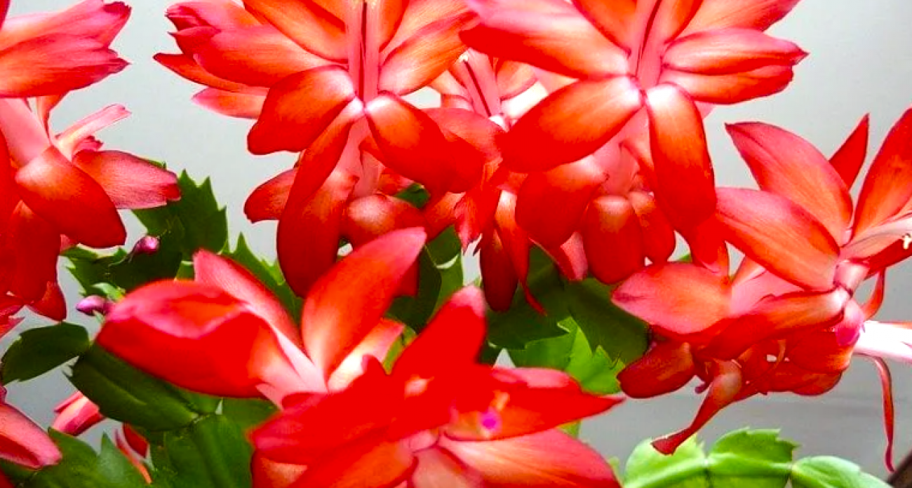 Заставлю цвести даже самый капризный декабрист: проверенные способы – проверенные способы