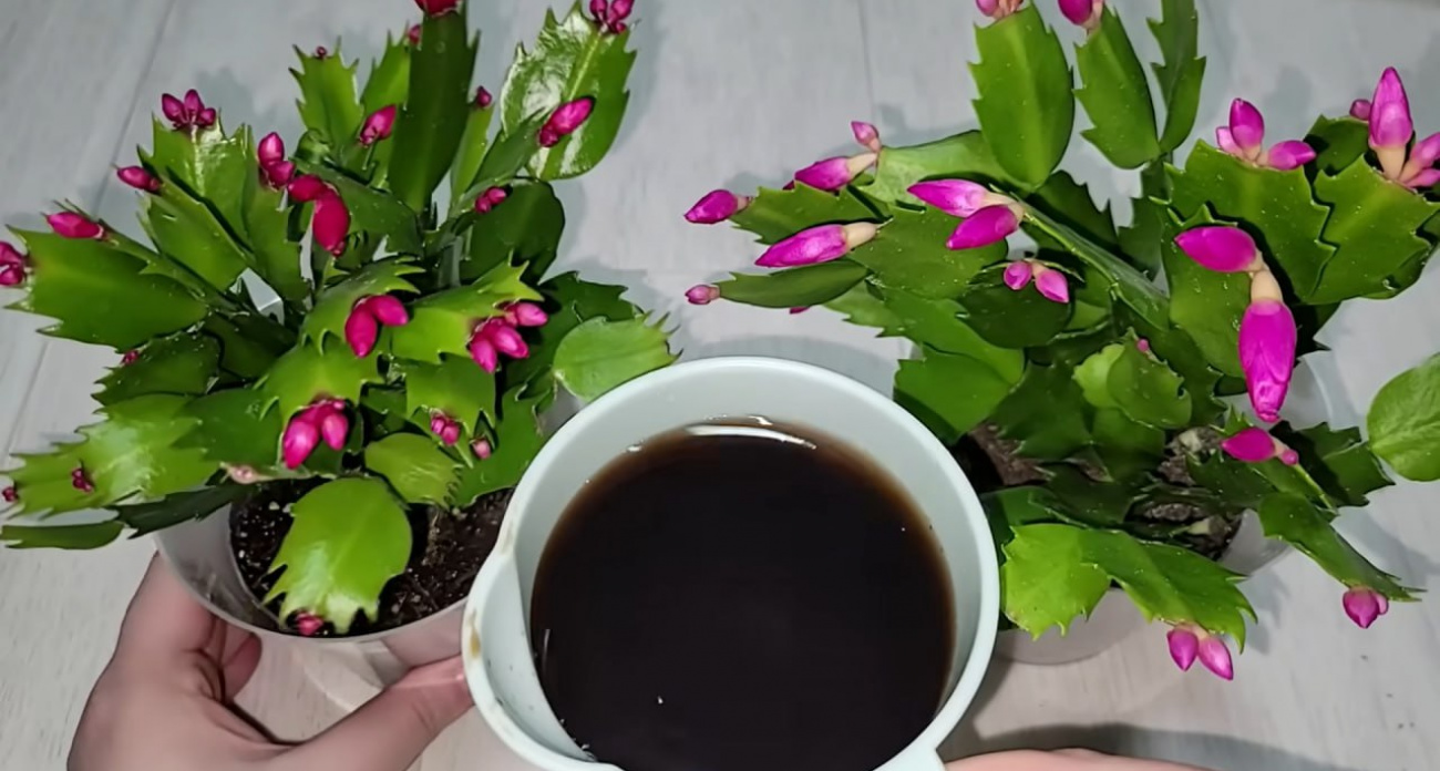 Вношу под декабрист в октябре, и даже самый слабый куст зацветут пышно: научила моя бабушка