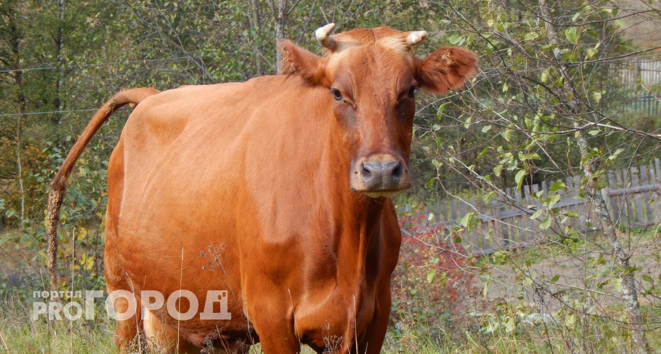 На молочной ферме в Чувашии корова напала на зоотехника
