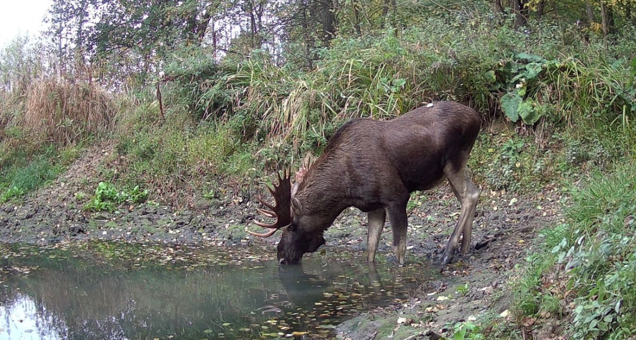 Водопой заповедника в Чувашии стал местом притяжения для различных лесных обитателей
