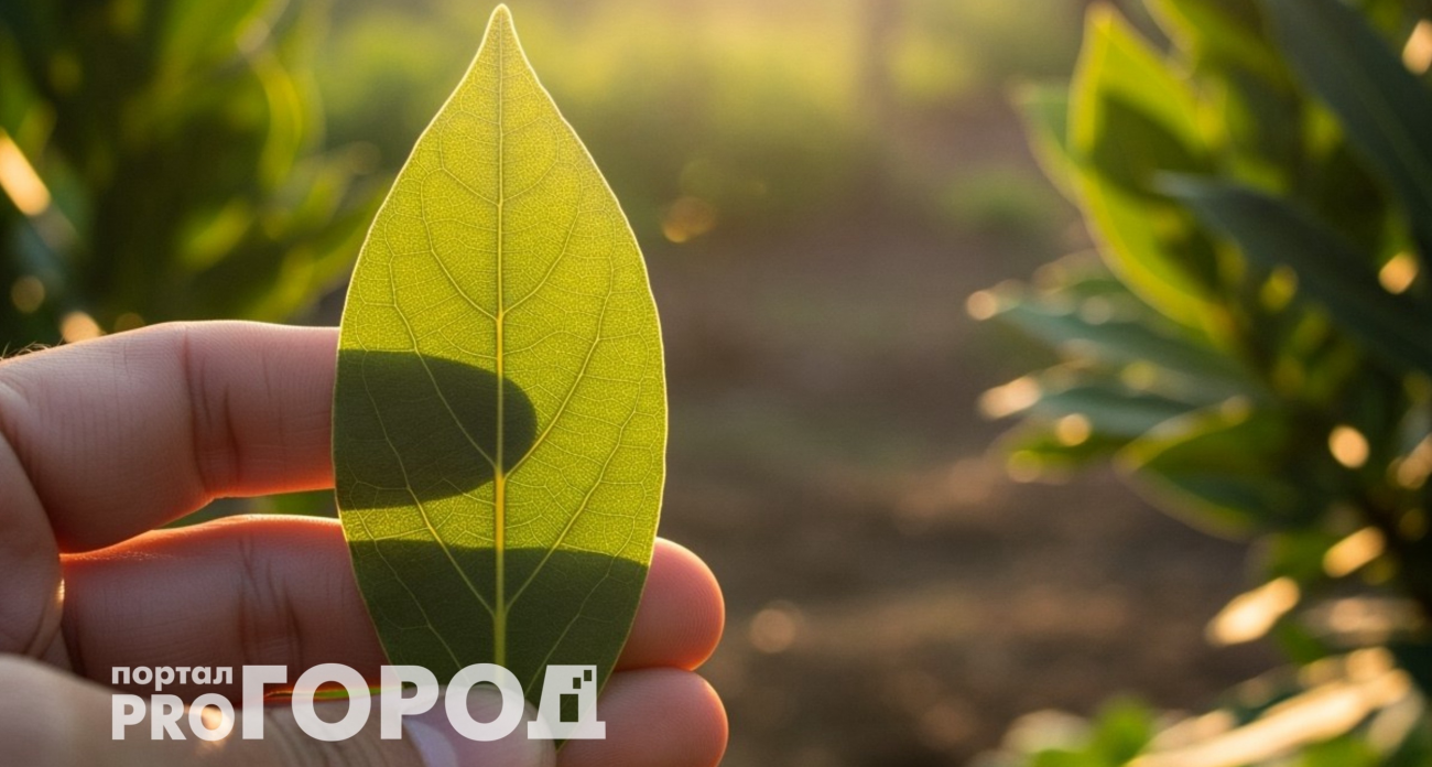 Закапываю лавровый лист в огороде — не беспокоюсь всю зиму: делаю так каждую осень, эффект радует много лет