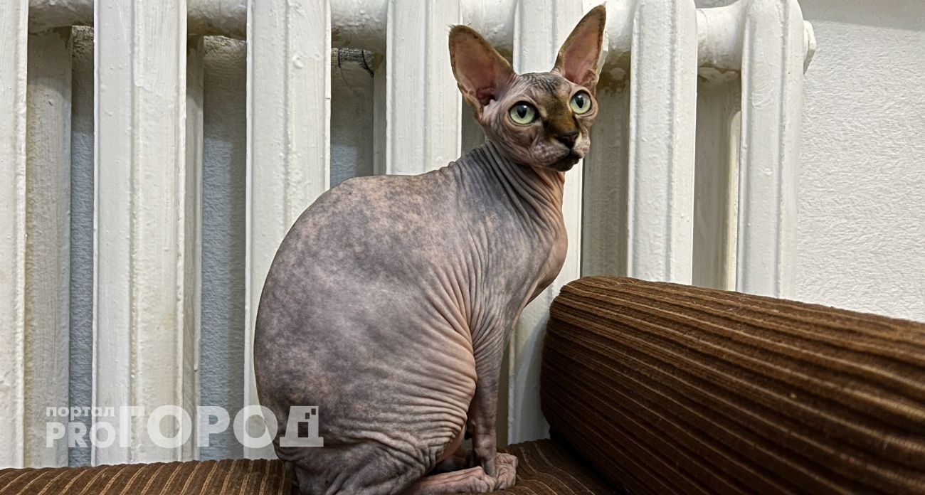 В Чебоксарах еще не во все дома поступило тепло: работы идут круглосуточно