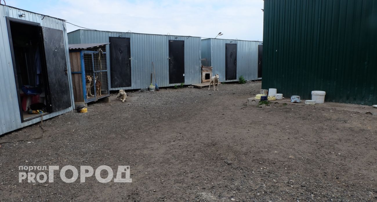 В Чебоксарах временно заморозили проект приюта для бездомных собак