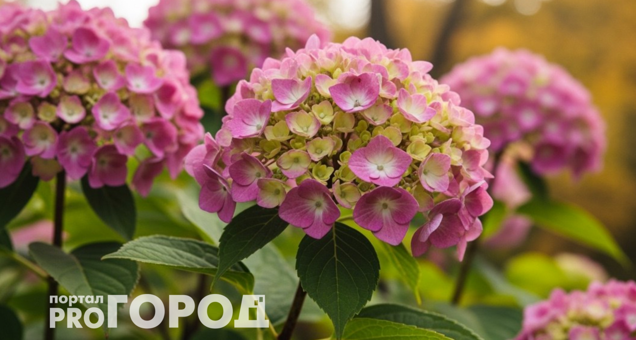 Гортензия разрастется пышными шапками: делаю это с кустом в октябре – буйное цветение обеспечено