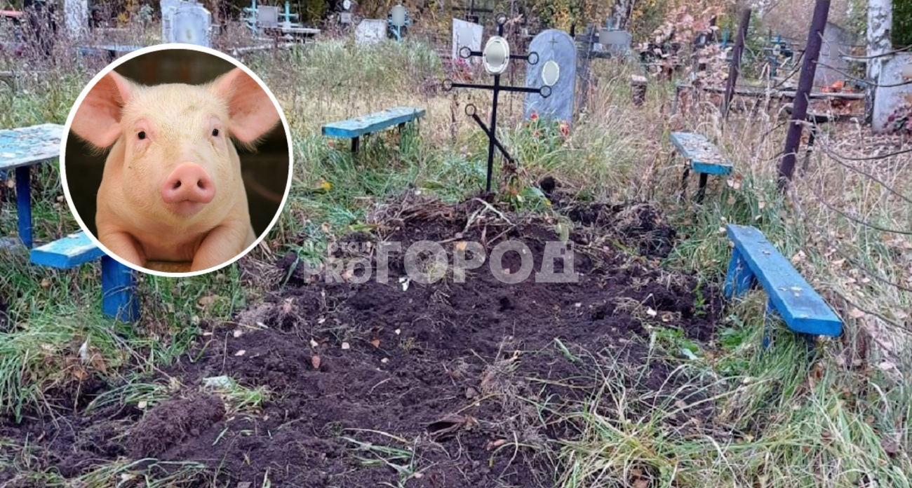 В Чувашии фермерские свиньи разрыли больше двух десятков могил на сельском кладбище
