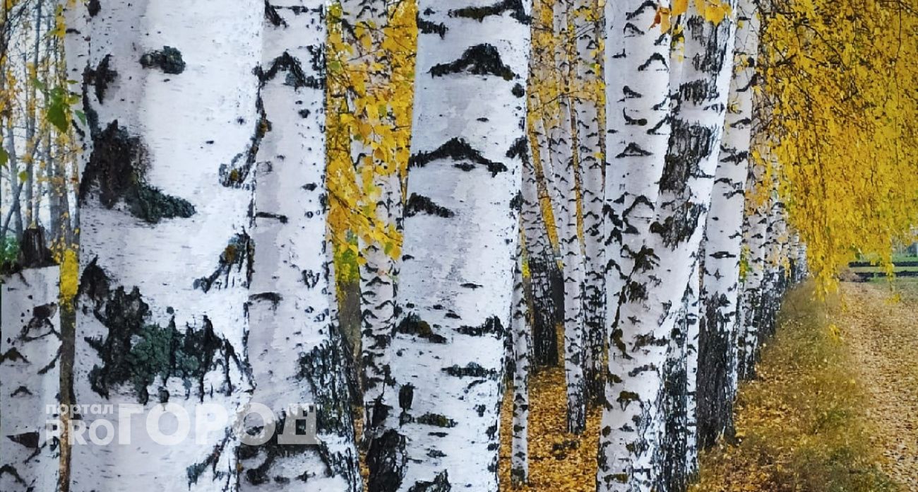 Природа решила отложить холода: погода в Чувашии на 11 октября