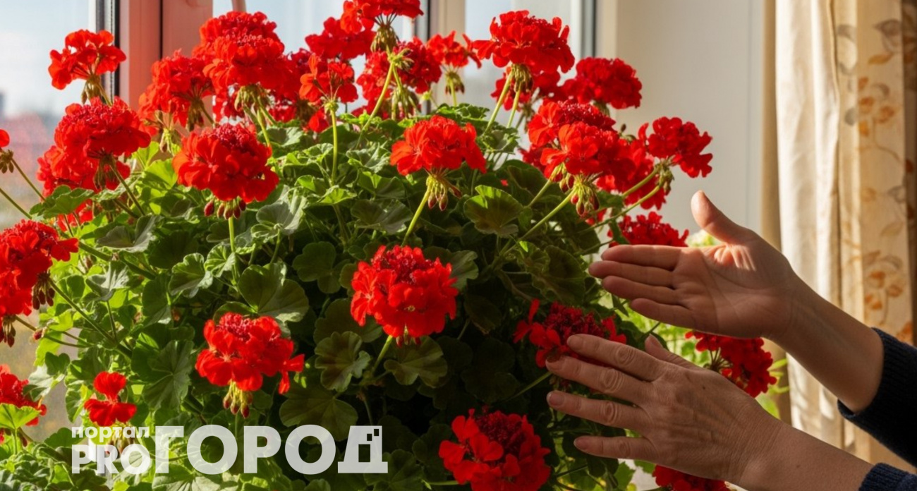Разбудил спящую герань булавкой: второй год пуляет цветами без остановки – удобрения и подкормки не нужны