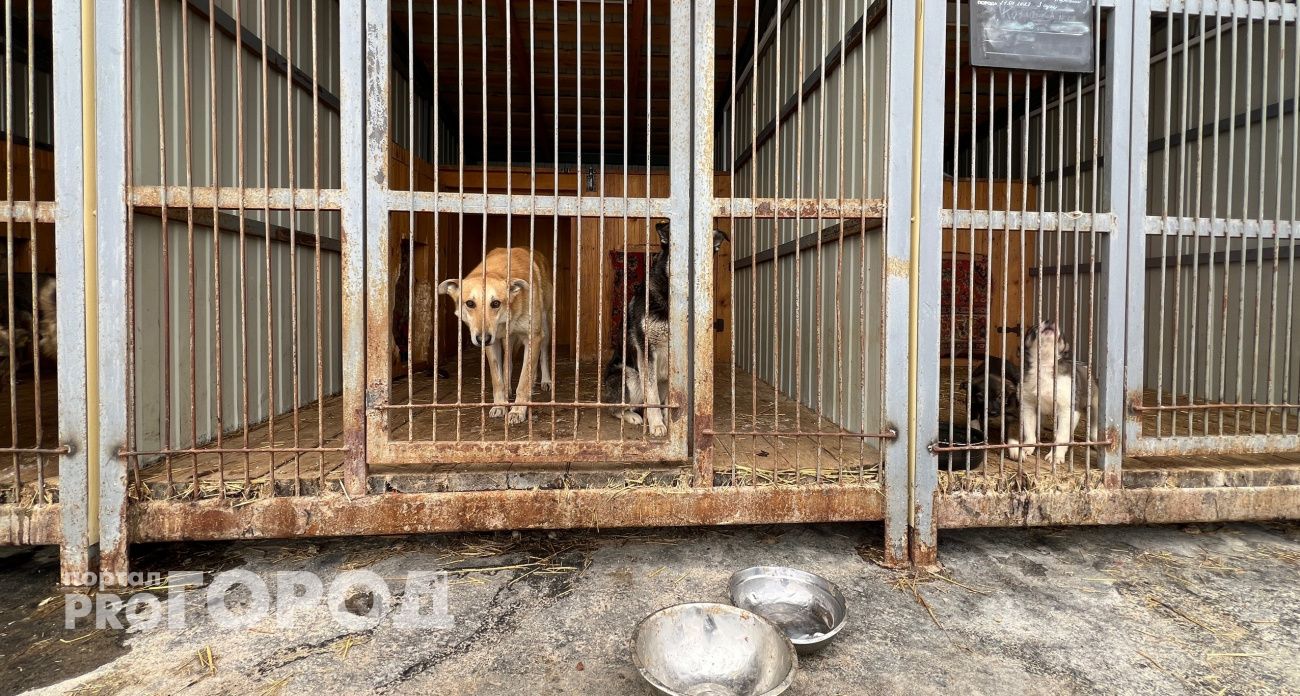 Выделенный участок для нового приюта для собак в Чебоксарах отличается сложным рельефом