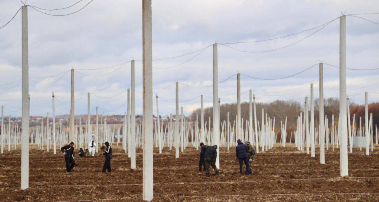 Студенты в Чувашии начнут массово выращивать хмель