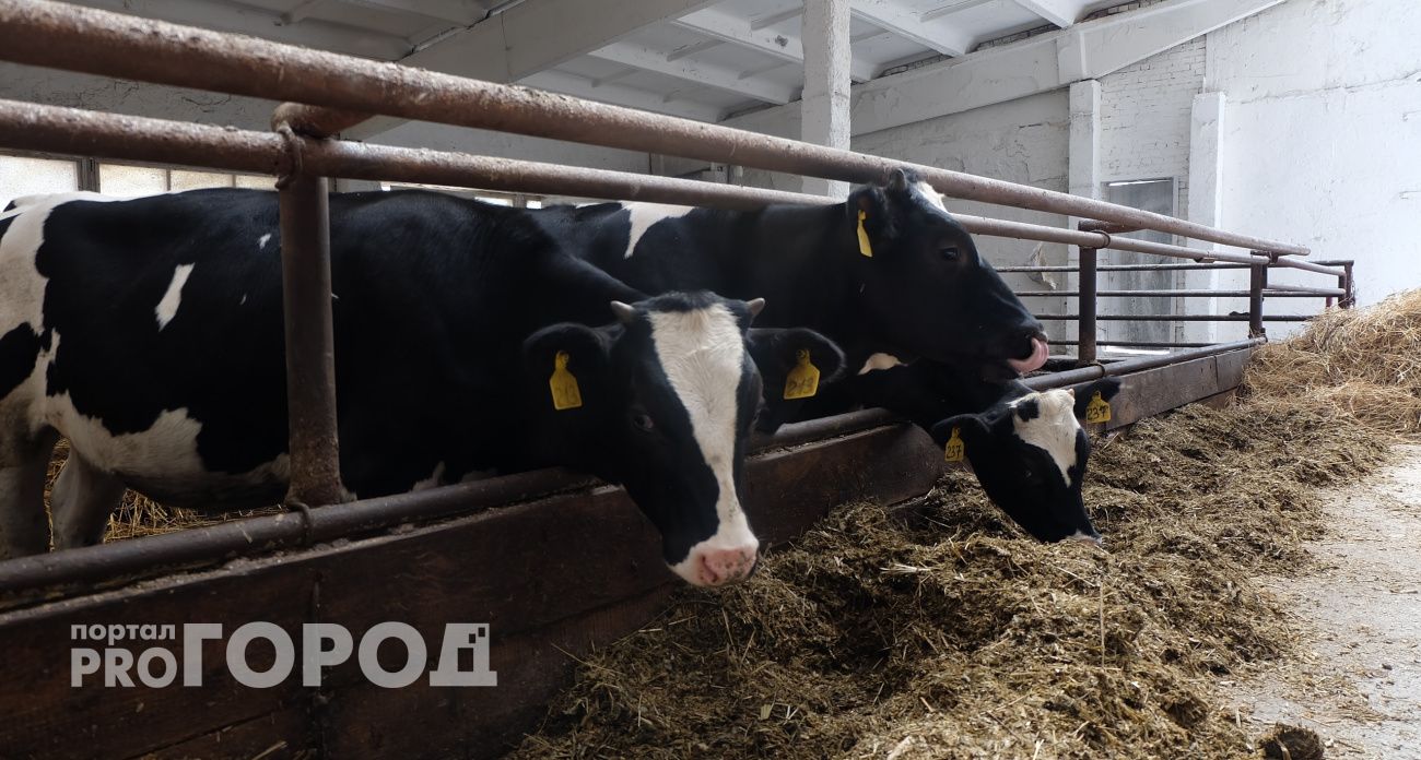 Заведующий ветстанцией в Чувашии не проверял скот, но выдавал справки о здоровье животных