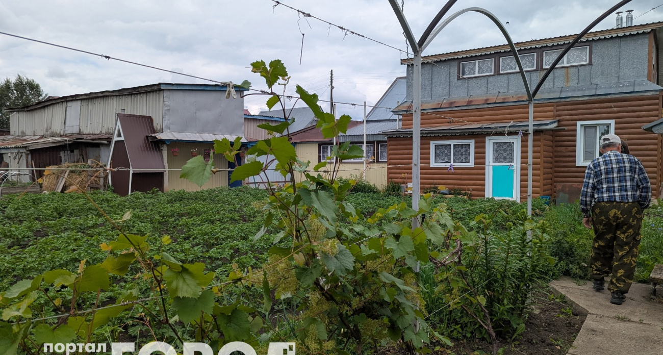 Толпа китайцев стояла у бабушкиного огорода и требовала продать им сорняк: "русское чудо", которое в России не ценят 