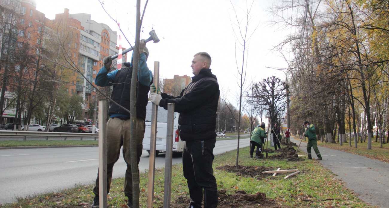 В Чебоксарах завершается осеннее озеленение с высадкой 380 деревьев и более 3,5 тысячи кустарников
