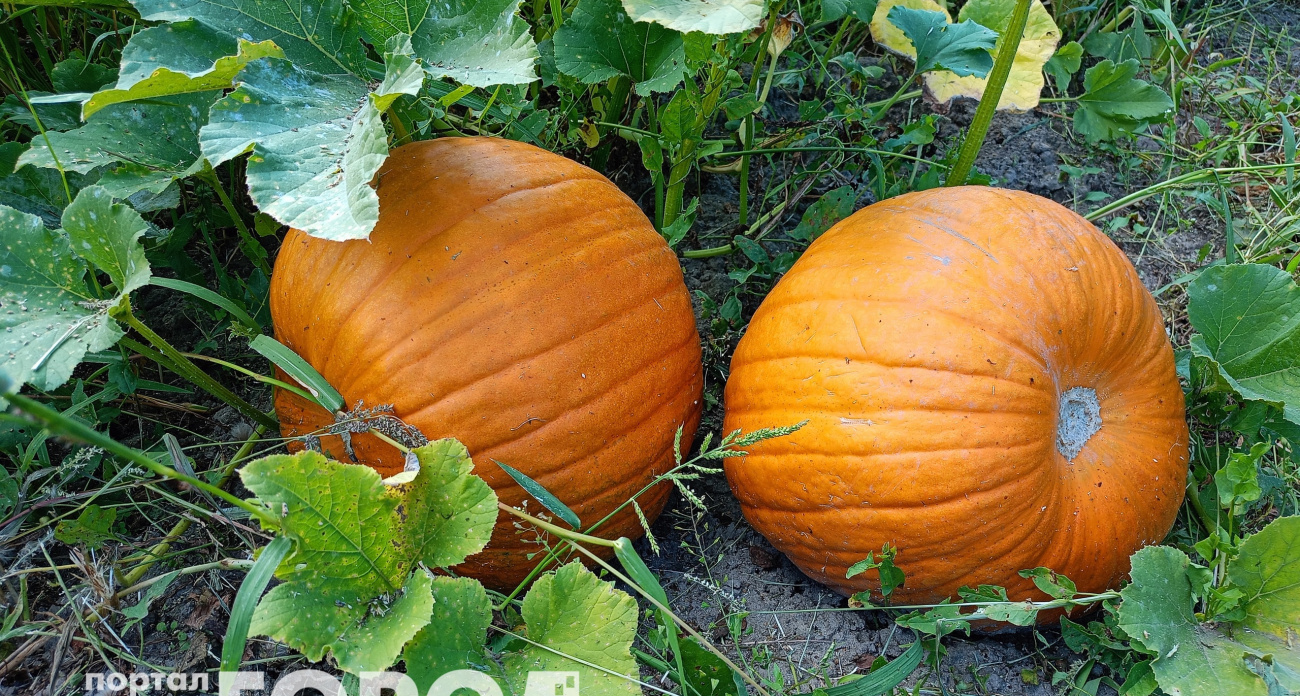 Строго настрого запрещено: кому нельзя употреблять тыкву в пищу – опасно для здоровья