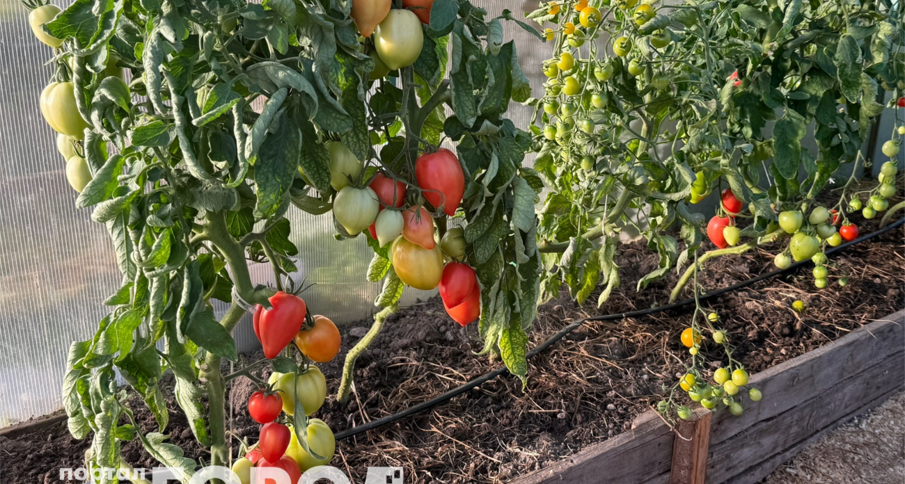 Дачники охотятся за семенами этих томатов с осени: эти помидоры растут гроздьями по 20 штук, а вкус — медовый