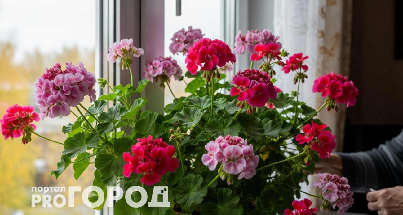 Герань будет пышно цвести круглый год: добавьте всего пару капель этого средства в воду