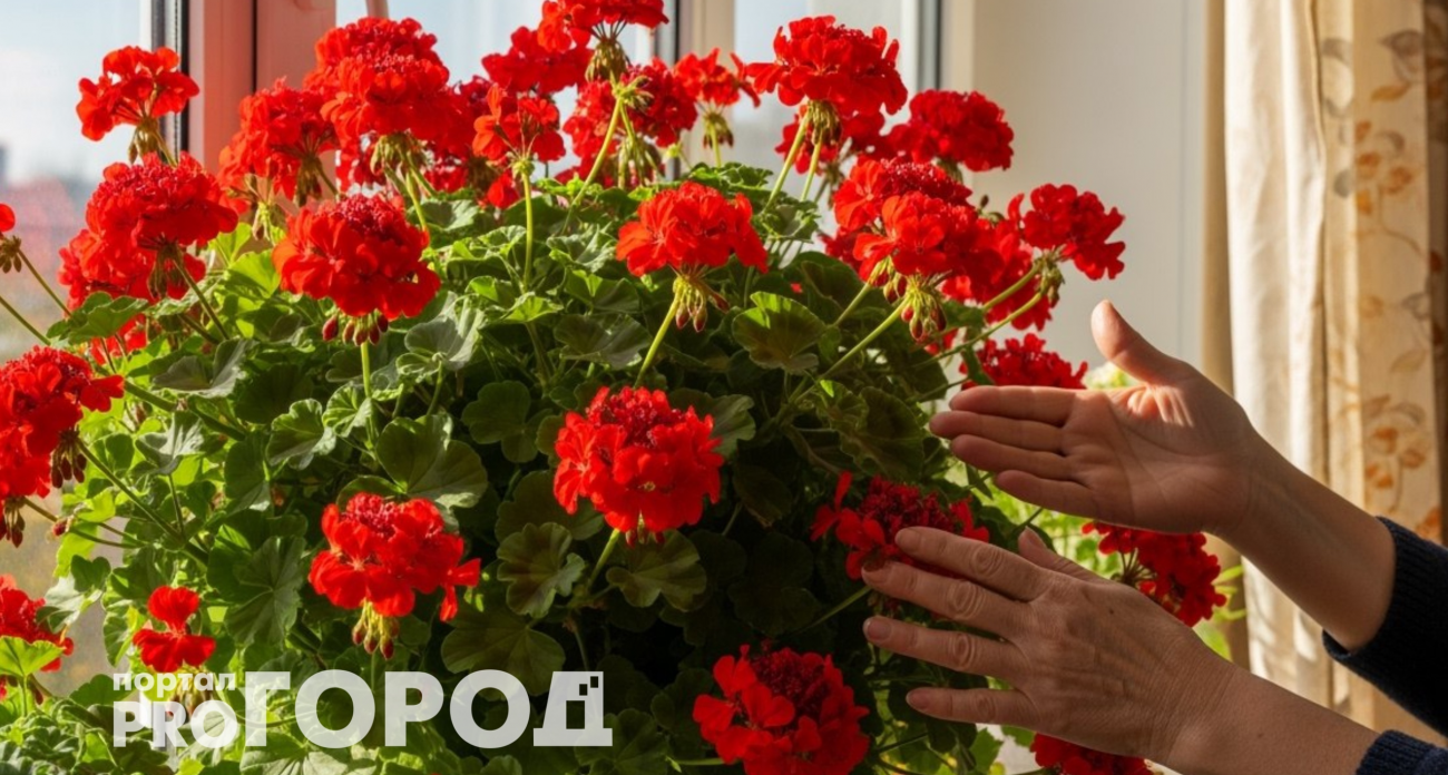 Подливаю в землю настой трав – и даже самая капризная герань цветет обильно и ярко