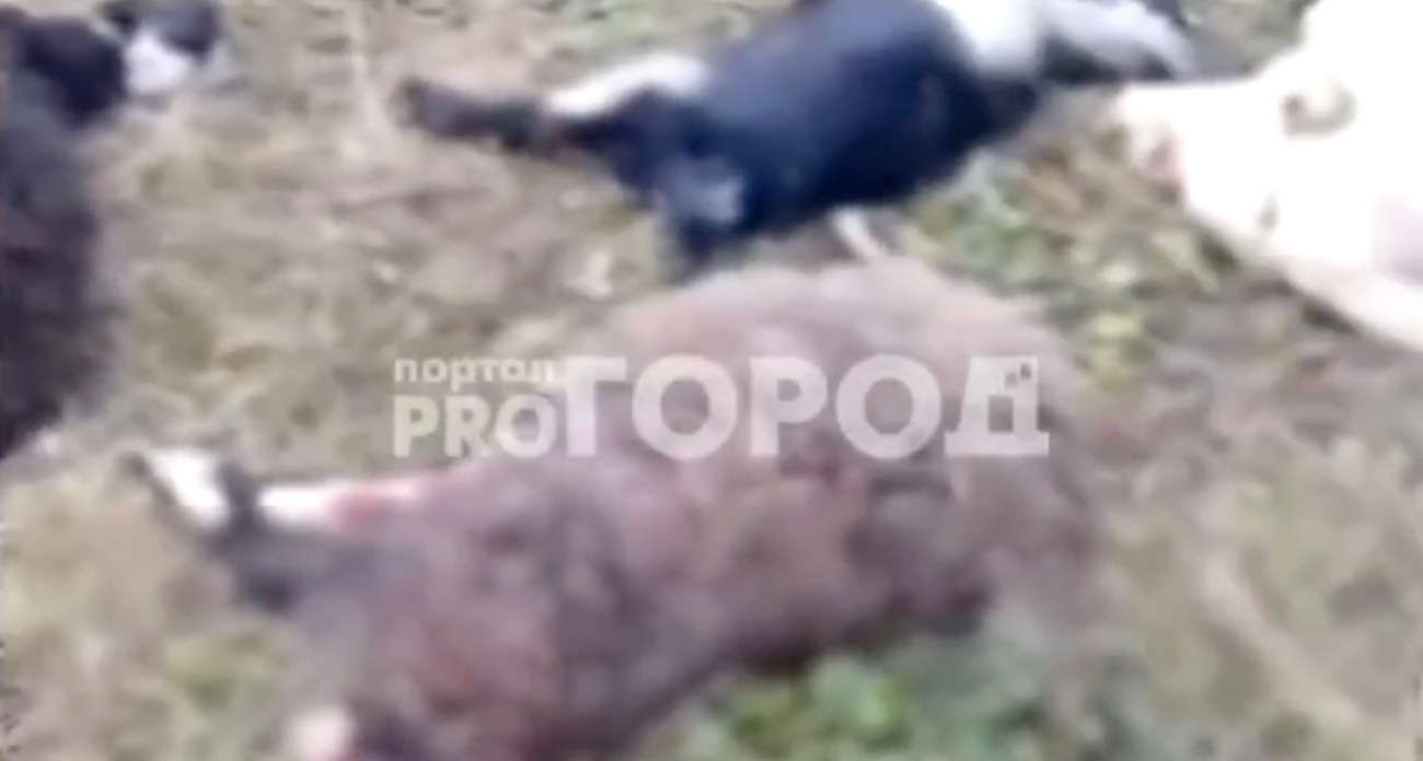 Чиновники направили заявку на отлов стаи собак, которая загрызла овец в Чебоксарском районе