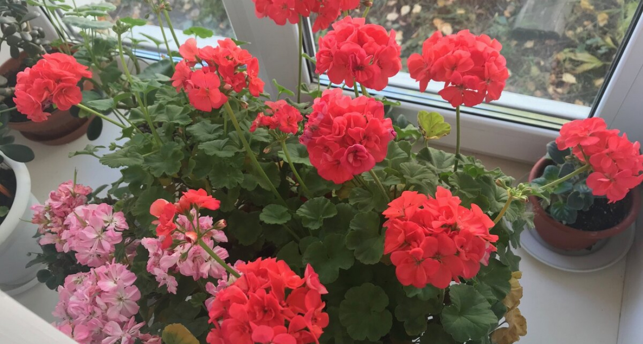 Досадная ошибка, из-за которой герань зимой погибает: исправляю ее за минуты