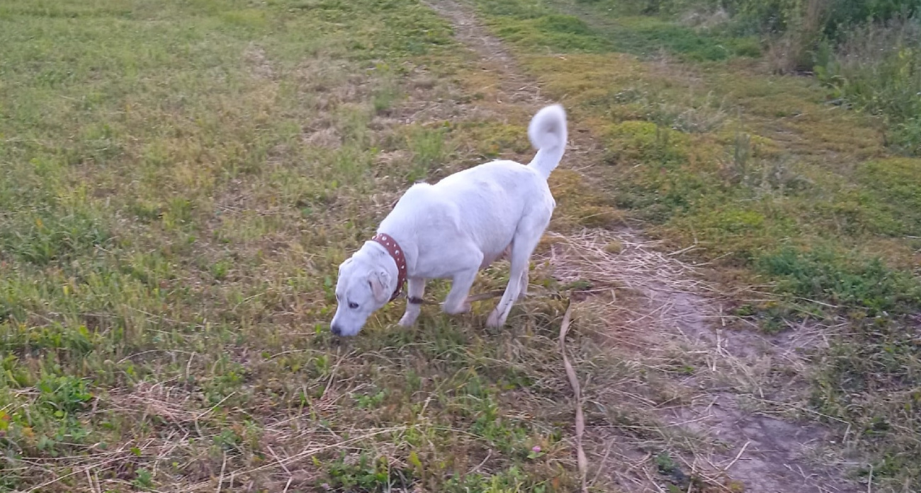 В Чебоксарах появятся три площадки для дрессировки и выгула собак