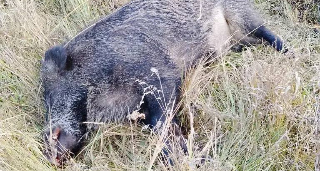 В Чувашии дикие животные стали часто погибать под колесами авто