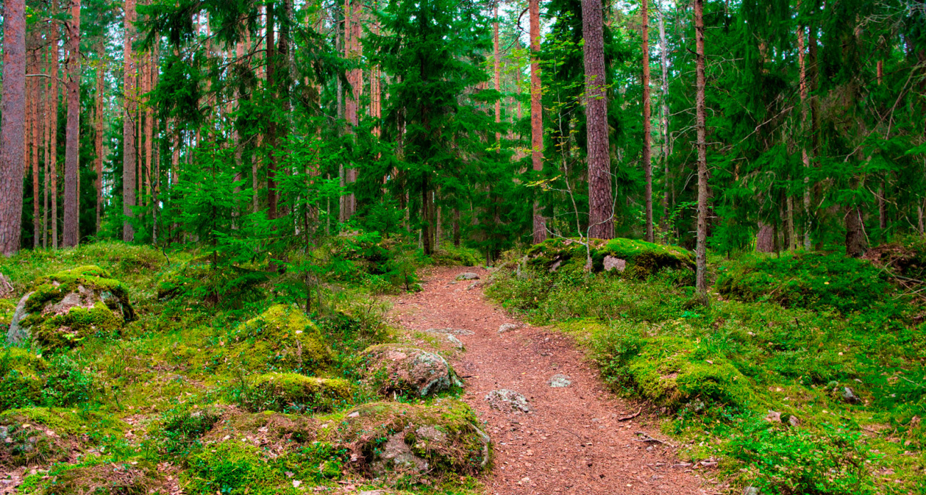 Т2 предлагает клиентам подключать экотарифы и спасать леса