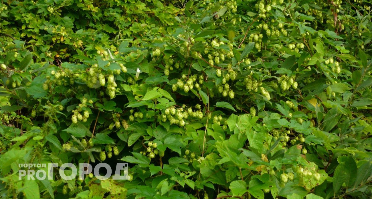 Хмель за 75 миллионов: трем чувашским компаниям выделили щедрые гранты из бюджета 