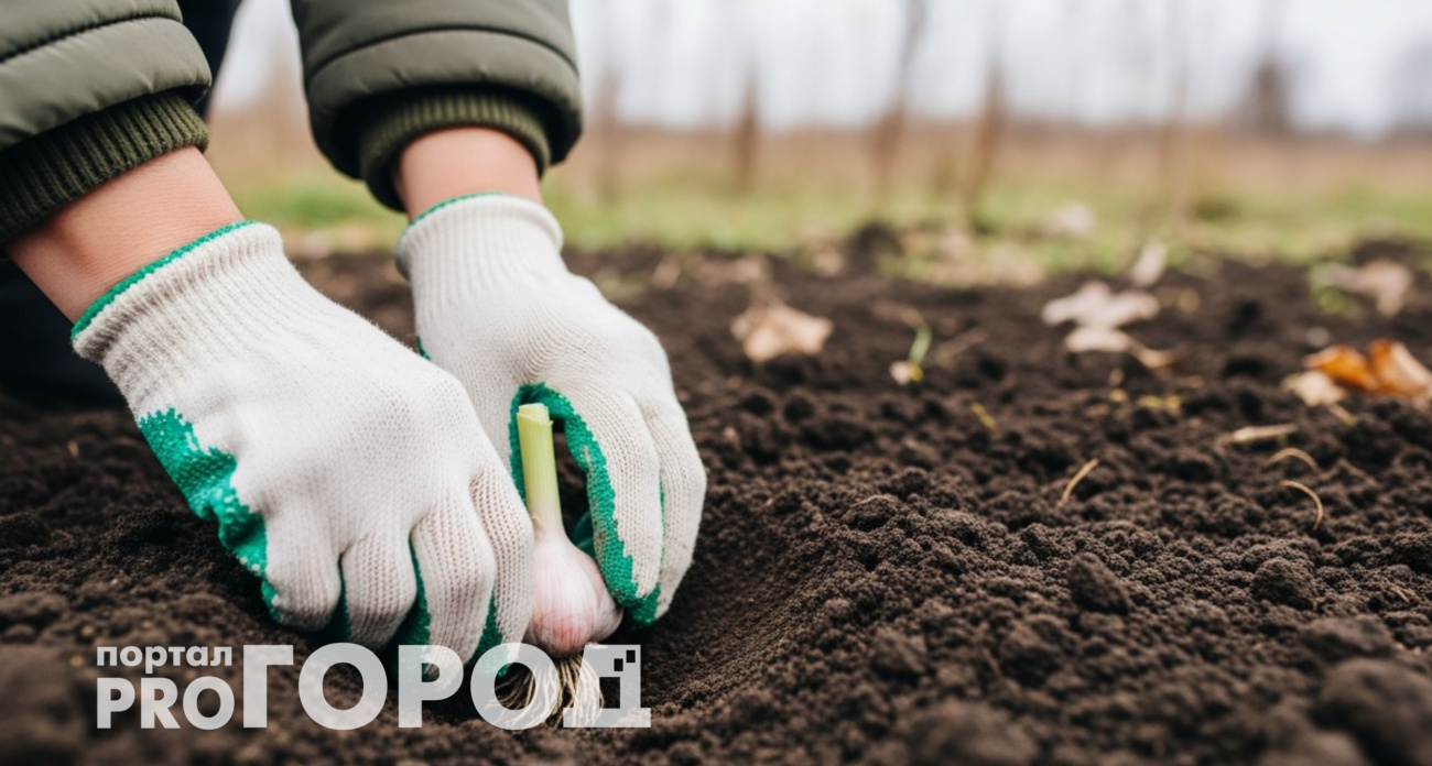 Сажаю озимый чеснок именно в эти даты: растет лучше – 6 лучших дней ноября