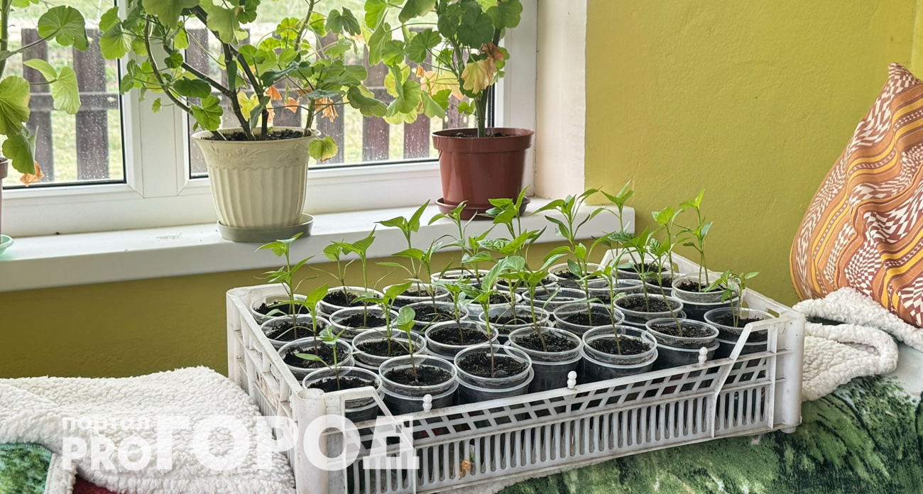 Утепляю подоконник для рассады: простое, недорогое и долговечное решение