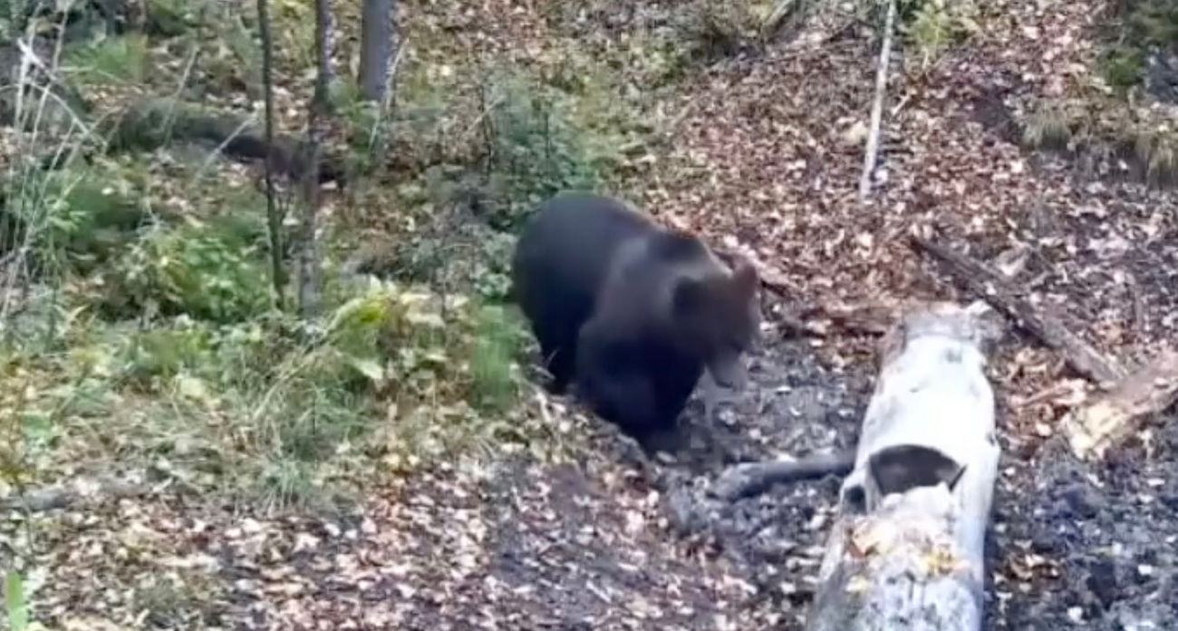 Минприроды Чувашии покажет жителям уникальные кадры дикой природы, снятые с помощью современных технологий