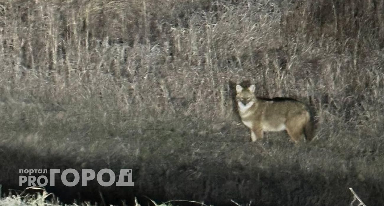 В Чувашии появились редкие для наших мест шакалы: их увидели в Чебоксарах и Козловском районе
