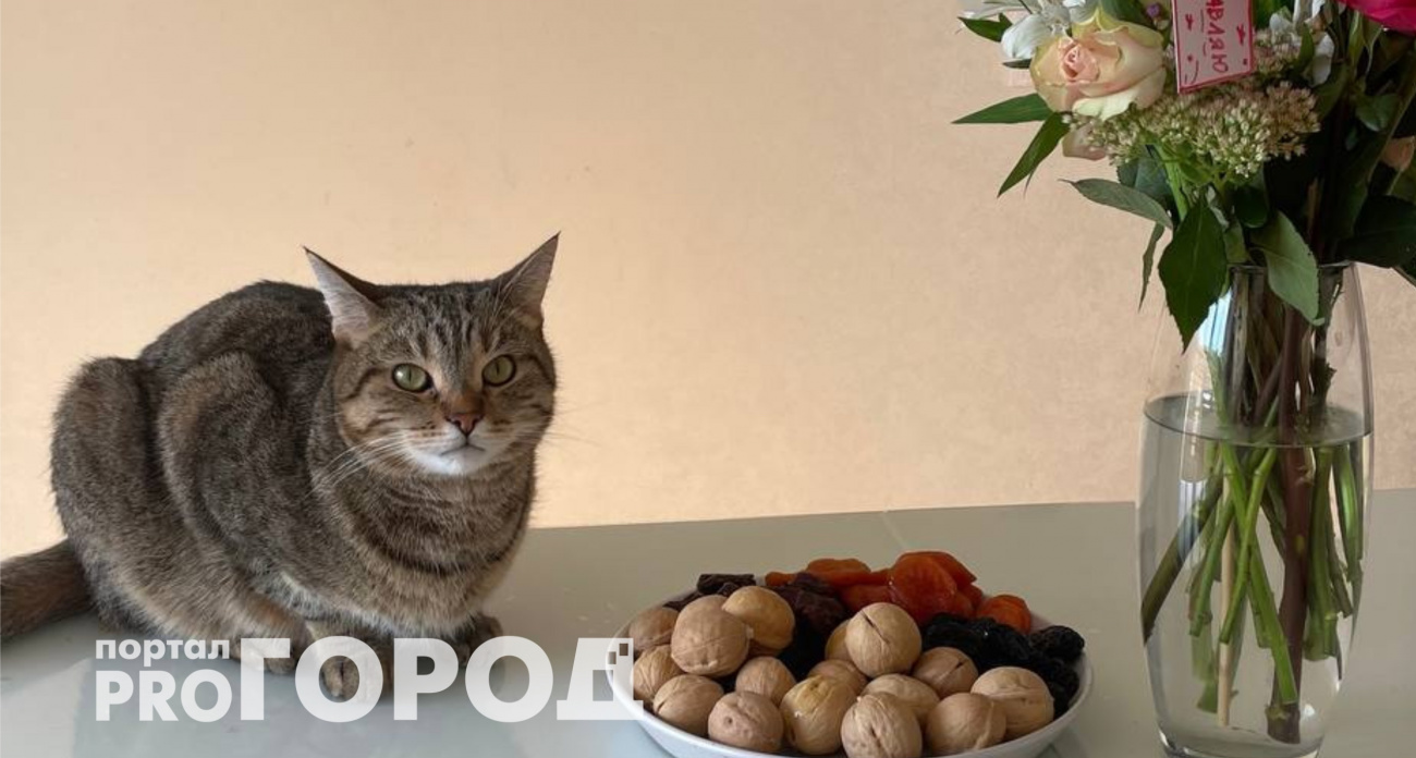 Экспертный ответ хозяевам: на сколько можно оставить кошку одну в квартире