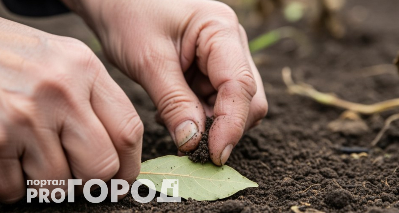 Просто закопала лавровый лист в огороде: делаю так перед зимой – результат бомбический