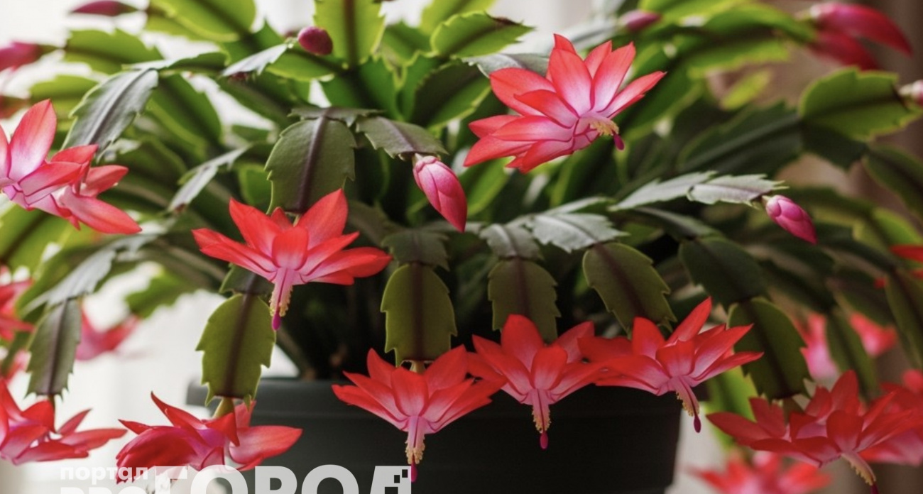 Все будут спрашивать название: эти пять шикарных домашних растений цветут всю зиму