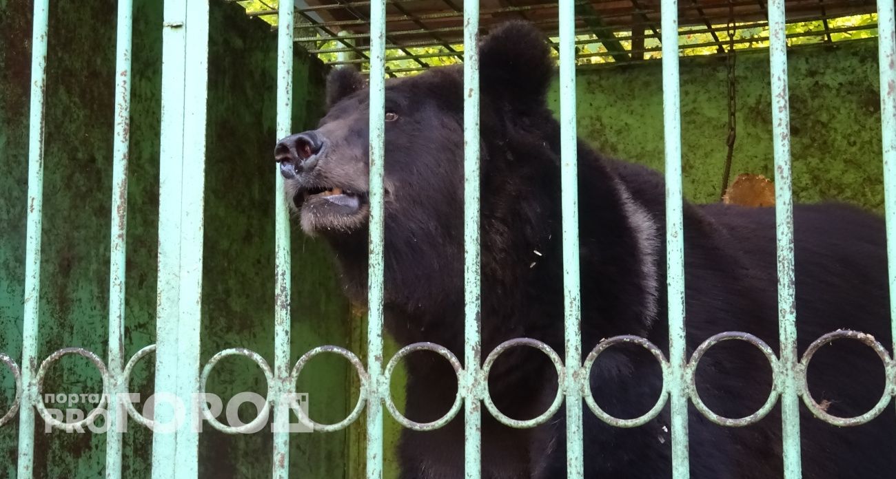 В Чувашии обсуждают проблему роста численности бурых медведей