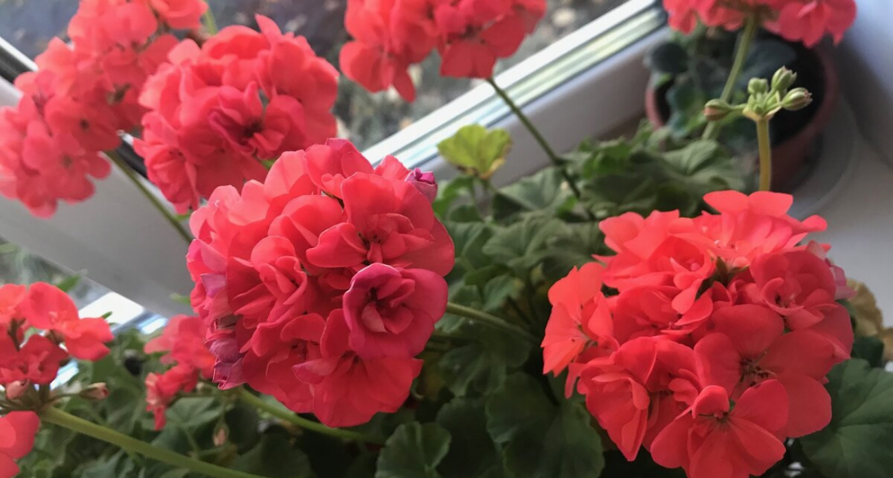 Реанимировала чахлую герань одной копеечной подкормкой: листья стали упругими, а стебли - крепкими 