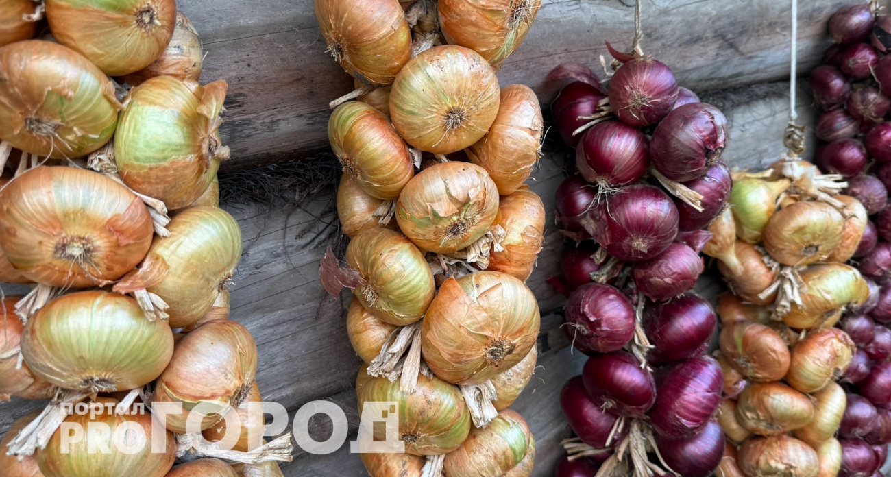 Как сохранить лук и чеснок до весны в квартире и погребе: простые схемы без потерь