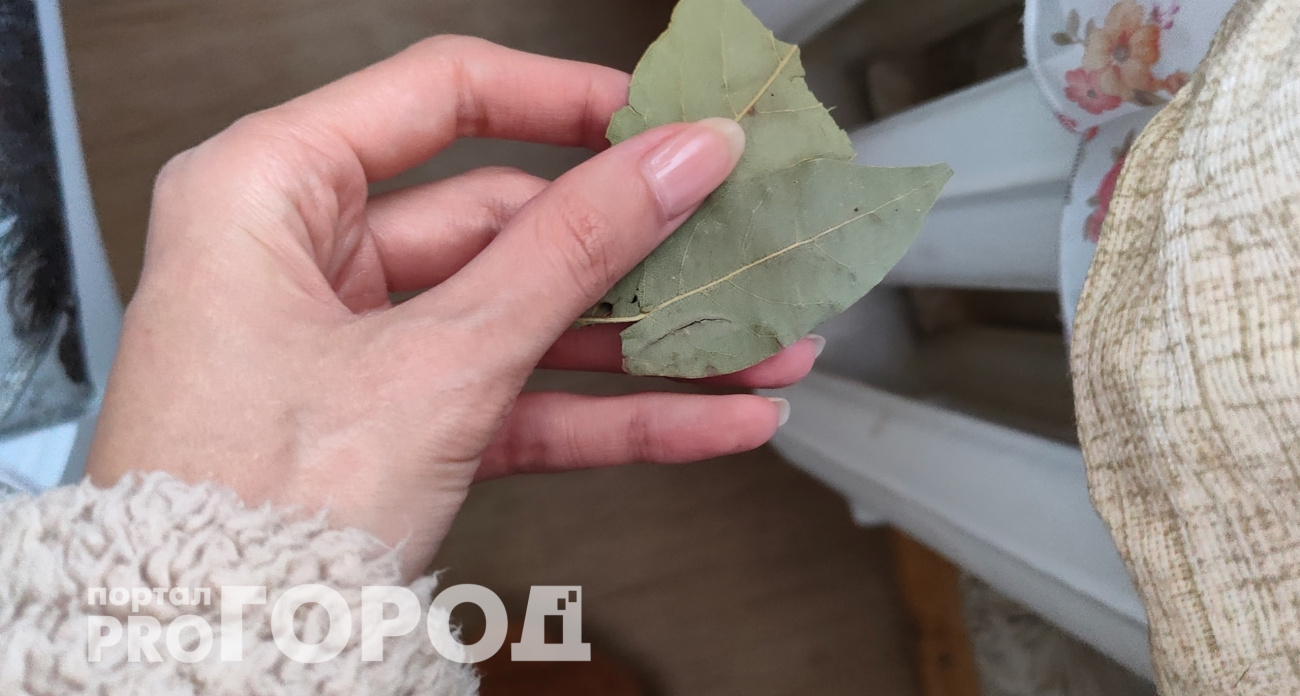 С первыми заморозками кладу лавровый лист на батарею и живу припеваючи: разницу замечает вся семья