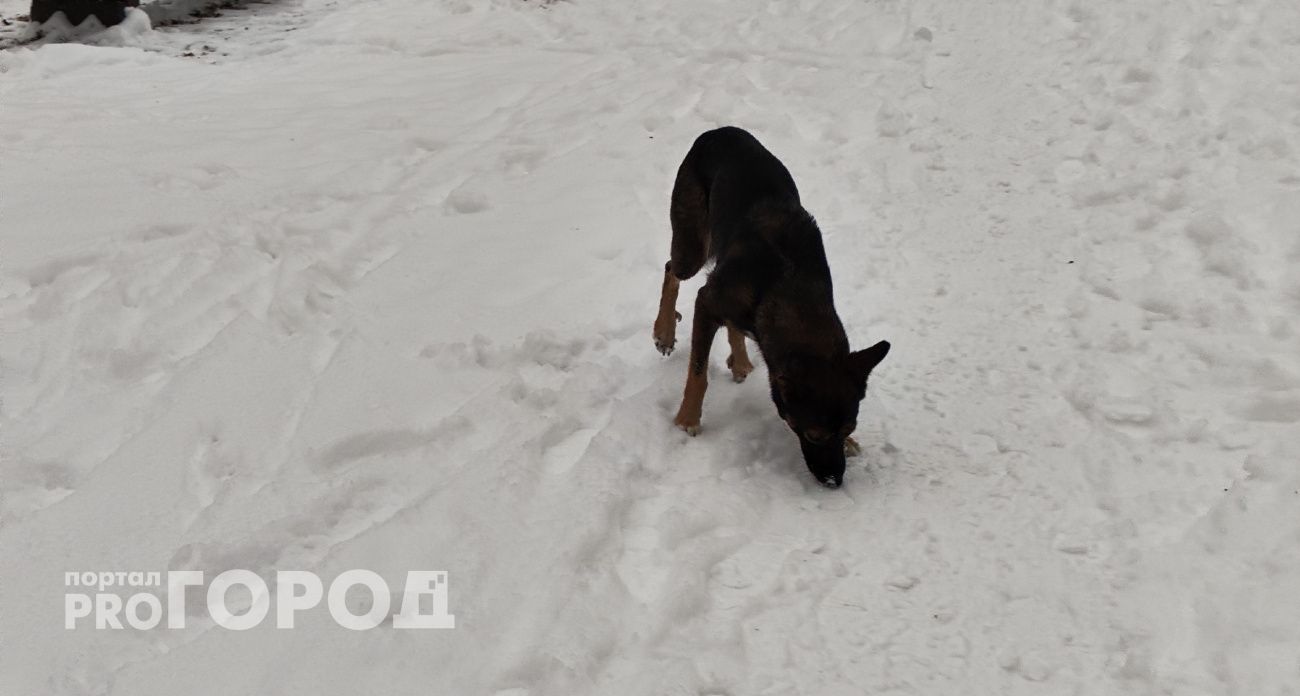 В Чувашии чиновники ответят рублем за нападение бездомных собак на школьника