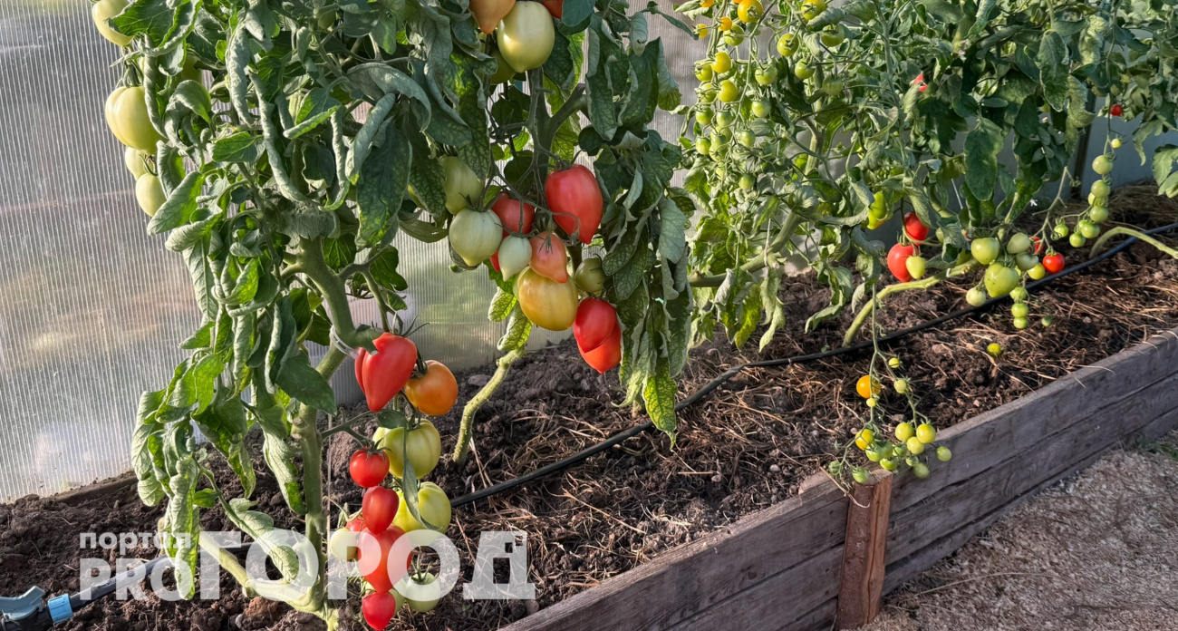 Урожай как стена: на этом раннем сорте томата плодов больше, чем листьев – низкие кусты завалят урожаем