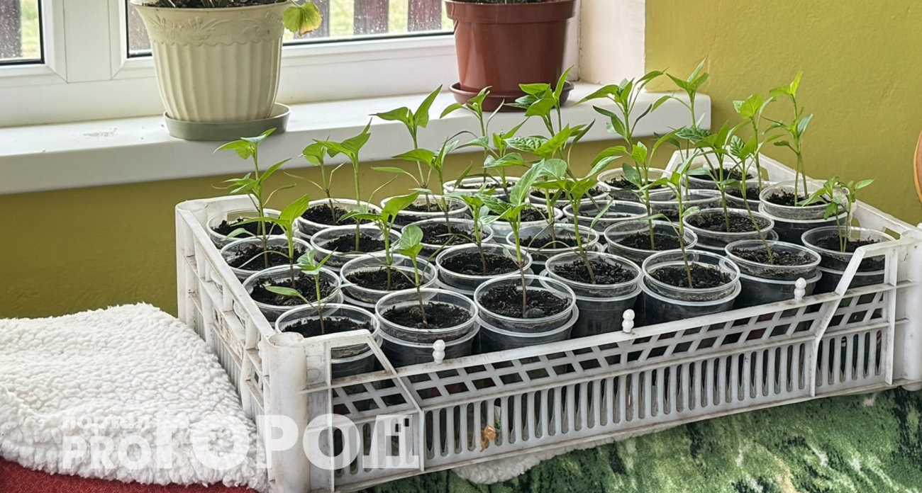 Эти даты в январе принесут рекордный урожай: дни, которые идеальны для посева