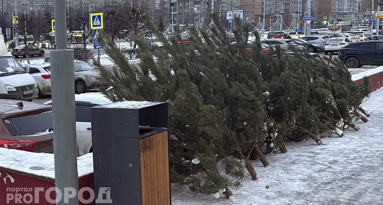 Куда сдать живую новогоднюю ель в Чебоксарах вместо того, чтобы ее выбрасывать