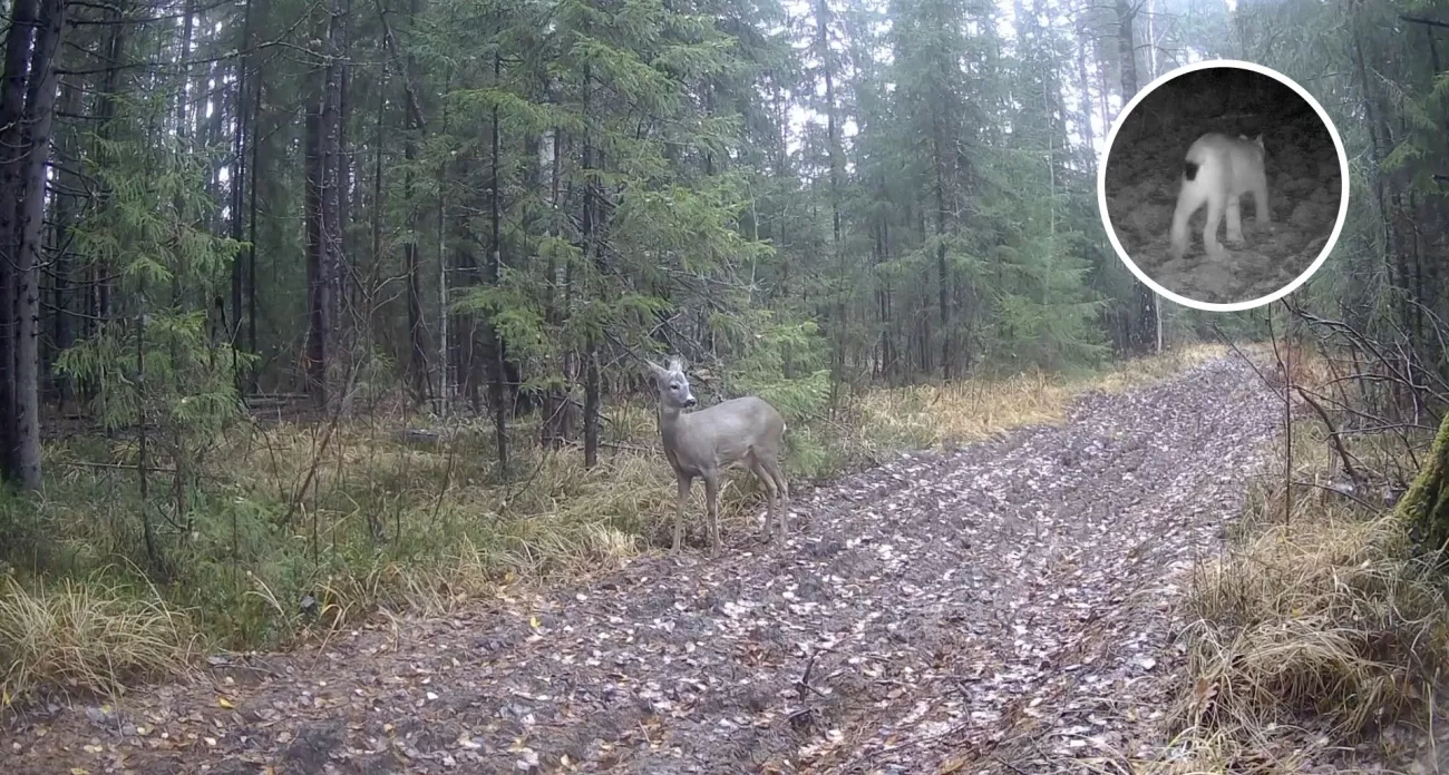 Фотоловушка сняла диких животных и новогодние каникулы завершаются: главные новости за 11 января в Чебоксарах