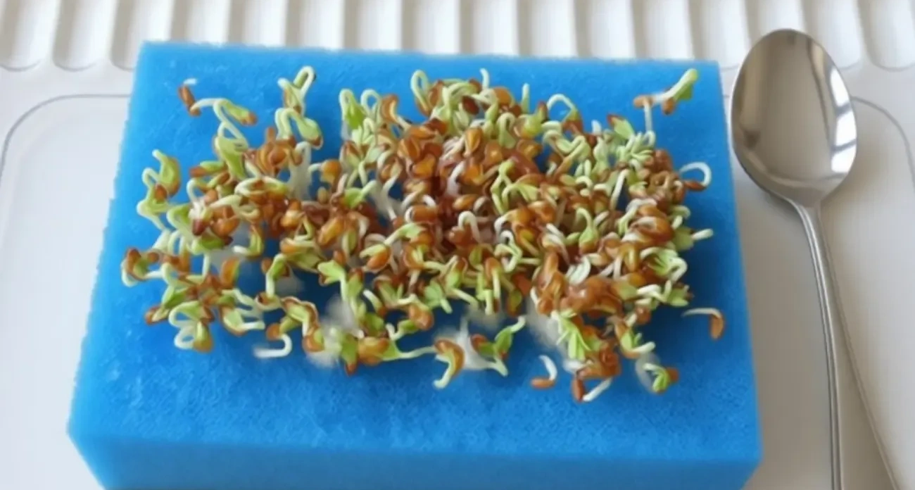 Проращиваю семена перца уже зимой прямо в губке: получается самая крепкая рассада на моей памяти