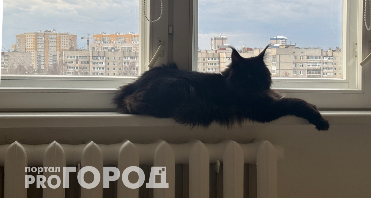 Ветеринары сошлись во мнениях: на сколько можно оставить кошку одну в квартире