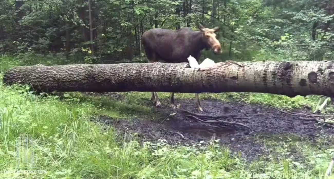 В Чувашии значительно увеличилось число двух видов диких животных