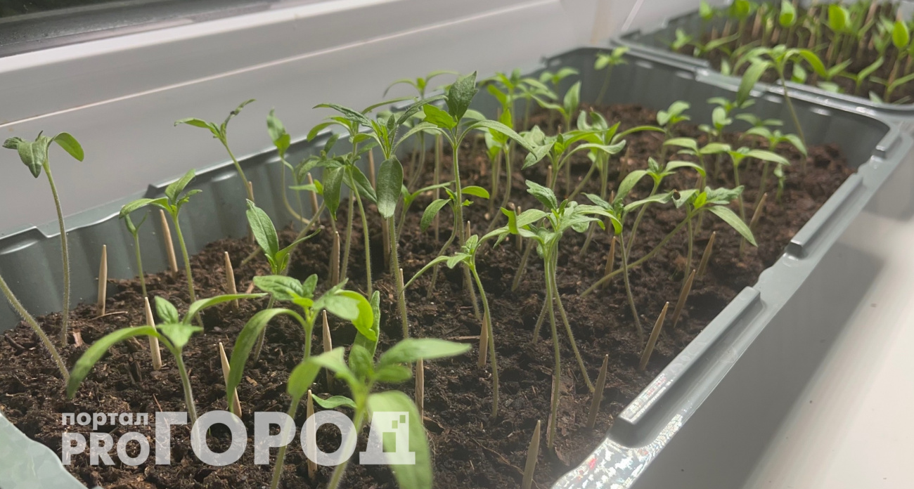 Вы тоже забываете про этот важнейший этап подготовки семян: из-за этого всхожесть падает вдвое